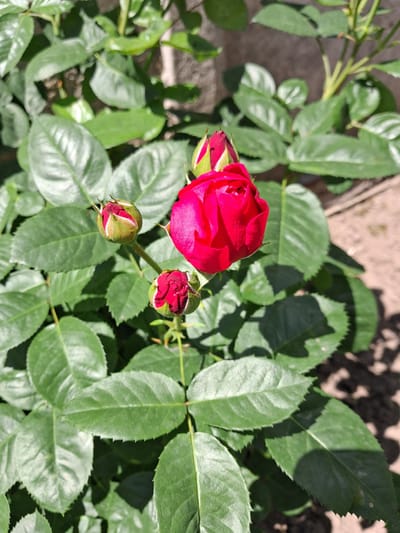 A close-up, eye-level shot captures a blooming red rose in a garden in Krolevets, Ukraine. The rose, a vibrant crimson, is partially open with its petals unfurling. Several rosebuds, still closed and capped with green sepals, are visible around the main flower. The rosebush is lush with dark green leaves, many of which are catching the sunlight, creating a dappled effect with shadows on the sandy ground in the background. The environment appears to be a typical garden setting with a textured wall or fence visible in the upper background. The focus is sharp on the rose and its immediate surroundings, with the background slightly blurred.