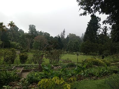 A lush, green garden with diverse vegetation. Terraced plots in the foreground, filled with plants, lead to a grassy area surrounded by mature trees. The scene evokes a sense of tranquility, accentuated by the overcast sky and hint of fog in the background. The garden's layout suggests careful cultivation and thoughtful design.