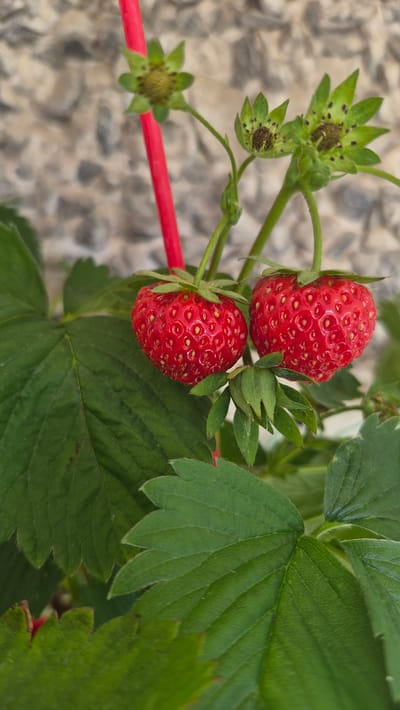 The image features two ripe, red strawberries hanging from a plant. One strawberry is positioned slightly above and to the left of the other, with both showing their characteristic textured surface and green calyx. Several green strawberry flowers, some appearing as undeveloped fruits, are visible on the left side of the frame, some with dark seeds. Lush green strawberry leaves are prominent, particularly on the right side, with one large leaf in the foreground showing clear venation. A bright red object, possibly a plant support stake, runs horizontally across the lower left portion of the image. The background is a textured surface, likely a wall or ground, composed of light-colored stones. The scene is brightly lit, suggesting daylight, and the focus is on the strawberries and foliage, creating a close-up view of the plant. The location is identified as Krauja, Latvia. No people or text are visible in the image.