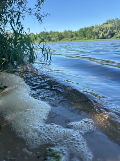 The image captures a close-up view of the edge of a body of water, likely a river, with foamy, bubbly water lapping at the sandy shore. Tall green grass grows at the edge of the water, with some branches from a tree visible in the upper left corner. The water is a deep blue, reflecting the clear sky above, and shows gentle ripples. In the background, a lush green forest lines the opposite bank of the river. The overall scene suggests a tranquil, natural setting. The location is not specified in the image itself, but if the user context implies Цярэшкавіцкі сельскі Савет, Belarus, then the scene depicts a waterfront area within or near that rural council. No people or actions are depicted.