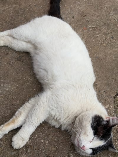 A black and white cat is lying on a concrete surface in Beli Izvor, Bulgaria. The cat is mostly white with black markings on its head and a black tail. Its eyes are closed, and it appears to be resting. The background is a textured, grey concrete surface.