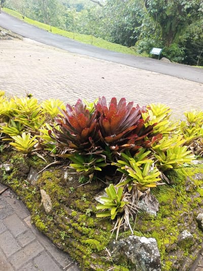 The image displays a vibrant, landscaped outdoor scene, likely a botanical garden or park. In the foreground, a bed of bromeliads is bordered by a low, tiered rock wall heavily covered in bright green moss. The plant arrangement features two prominent, large reddish-brown bromeliads with lighter speckles at the center, surrounded by numerous smaller, bright yellowish-green bromeliads.
Adjacent to the plant bed is a paved pathway made of light-colored bricks or pavers. Beyond this pathway, an asphalt road curves gently upwards through a lush, green hillside densely covered with trees and foliage. In the far background, to the right of the road, a small, white sign is visible amongst the greenery, though its text is illegible.
The scene is illuminated by soft, diffused daylight, suggesting an overcast day or indirect light, as there are no harsh shadows. No people or specific activities are depicted, giving the image a serene and peaceful atmosphere. The abundance of moss and the type of plants, like bromeliads, indicate a humid, tropical, or subtropical environment, aligning with the provided location context of Bijanwada, India.