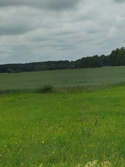 The image depicts a pastoral landscape with a large, flat field of green grass in the foreground, dotted with scattered yellow wildflowers. In the middle ground, a second, darker green field extends further into the distance, meeting a dense line of dark green trees that form a natural border. The sky above is overcast with a layer of gray clouds. The scene appears to be located in the rural area of Lyshchytski Sel'ski Savet, Belarus.