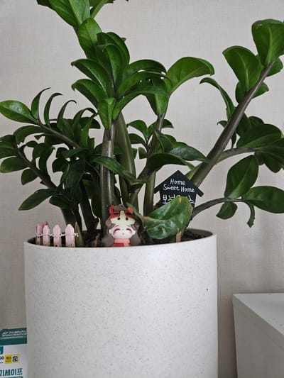 An indoor potted ZZ plant with dark green, glossy leaves sits in a speckled white ceramic pot. A miniature decorative fence made of pink pickets and white twine is planted in the soil to the left of a small, figurine of a person wearing a red scarf and a hat. A small black sign shaped like a house is planted in the soil to the right of the figurine. The sign has "Home Sweet Home" written in white on one side and Korean text on the other. Part of a white shelf is visible to the right of the plant. The background is a plain, light-colored wall. A product label with Korean text is partially visible on the lower left side of the pot. The scene appears to be indoors, likely in a home or office. The specific location in Jincheon-eup, South Korea, cannot be determined from the image.