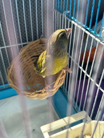 A greenish-yellow bird with a pointed beak perches inside a woven, round nest, which is situated inside a birdcage. The cage has blue horizontal and vertical bars, and the background includes various out-of-focus objects and colors, suggesting the cage is inside a residence. The photo was taken indoors, based on the lighting, but there is no information to indicate the location of the image is Varazze, Italy.