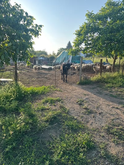 The image displays a rural farm scene in Bryastovets, Bulgaria, under a clear, bright daytime sky with direct sunlight casting distinct shadows.

In the foreground, a dirt path diagonally traverses the lower portion of the frame. Patches of green grass and weeds, including some taller, feathery stalks, grow alongside and within the path, particularly dense on the left.

The midground features an animal enclosure delineated by wire fencing and wooden posts. A dark-colored bovine, appearing to be a young cow or calf, stands near the center on the bare earth, positioned with its head slightly lowered and facing generally towards the left. Behind the bovine, within the same fenced area, numerous white-fleeced sheep are scattered across the dirt ground, some facing away from the viewer.

The background is populated with various structures and vegetation. Large trees with dense green foliage frame the upper left and right sides of the image, with sunlight highlighting their leaves. Behind the animal enclosure, several rustic farm buildings are visible, including a smaller wooden structure on the far left and multiple sheds with corrugated metal roofs. A large structure covered with a green tarp is prominent towards the left-center. A tall, conical evergreen tree is discernible against the horizon in the left-center distance. The sky above is a light, clear blue, becoming brighter towards the sun's position out of frame. No human subjects are visible in the scene.