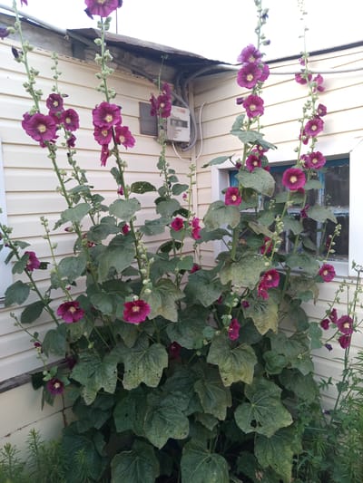 A cluster of tall, flowering hollyhocks with deep pink-purple blossoms grows next to a light-colored, horizontal-sided building with a window and an electrical panel. The hollyhocks are in full bloom, with some buds still on the stalks. Their large, green leaves are visible throughout the lower part of the image. The building appears to be a shed or outbuilding, with a slightly weathered corrugated metal roof extending over the top of the flowers. The window on the building has a blue frame and appears to have old, possibly cracked glass. An electrical conduit and junction box are attached to the wall. The ground is not visible, but there is a suggestion of other green plants and weeds at the base of the hollyhocks on the right side of the image. The scene is likely in a yard or garden area.