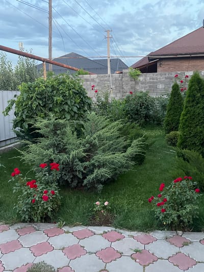 The image depicts a garden scene in Qoyankus, Kazakhstan, under a cloudy sky, suggesting overcast weather. The foreground features a paved walkway with decorative, light-colored tiles, some of which have pink inserts forming a clover-like pattern. To the left of the walkway is a lush green lawn.

Dominating the middle ground are various types of green foliage, including dense bushes, evergreen trees, and a prominent juniper bush with feathery branches. Red roses are scattered throughout the garden, adding pops of color to the greenery. One rose bush, in particular, has a cluster of vibrant red blooms. In the background, a brick wall separates the garden from a building. Further back, a house with a brown tiled roof and a portion of another building with a darker roof are visible. Overhead power lines and a utility pole are also present, indicating proximity to infrastructure.

The scene is static, with no people or apparent activity, suggesting a tranquil moment in a residential garden. The time of day is likely daytime, given the natural light, but the cloudy conditions create a diffused illumination. No text is visible in the image.