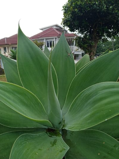 A close-up image shows a lush, green agave plant with thick, smooth leaves. A large yellow spider is resting on one of the leaves, near the top. In the background is a residential house with a red-tiled roof, partially obscured by a tree with dense foliage. The scene has a natural, slightly overcast ambiance.