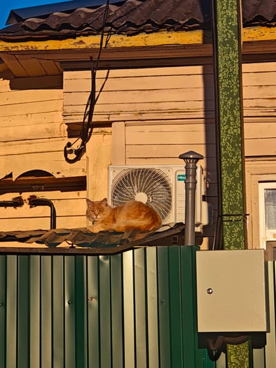 An orange cat rests on a corrugated metal roof, positioned on a weathered wooden building in Kimry, Russia. The building features a yellow-painted wooden facade with visible wear and peeling paint, topped by a dark, wavy roof. An air conditioning unit is mounted on the wall next to the cat. A green metal fence runs horizontally in the foreground, with a beige electrical box attached to a patterned green vertical pipe on the right side of the frame. The scene is illuminated by warm, low-angle sunlight, casting distinct shadows.
