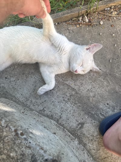 A white cat with its eyes closed is lying on its back on a concrete surface. A person's hand is gently holding one of the cat's front paws. The cat appears relaxed and comfortable, possibly napping in the sun.
The scene is outdoors, indicated by the concrete ground, scattered debris, and some green grass growing along the edge of the concrete. The lighting suggests it is daytime, with shadows visible on the ground. The overall mood is peaceful and serene. The setting could be a sidewalk, a garden path, or a courtyard. The presence of a flip-flop in the upper right corner of the image hints at human presence nearby. The location context is Cojușna, Moldova. There is no visible text in the image.