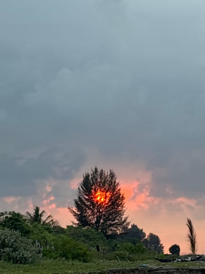 This image captures a vibrant sunset over a landscape, with the sun partially obscured by dense tree foliage. The sky dominates the upper portion of the frame, displaying a dramatic contrast. On the left side, dark grey, heavy clouds suggest an overcast or approaching weather front. Towards the right, these clouds give way to striking hues of orange, pink, and red, characteristic of a sunset.
The setting sun itself is a bright, intense orange-red orb, positioned behind and peeking through the dense, dark branches and leaves of a prominent tree. The tree's silhouette is stark against the fiery sky, with visible sunrays radiating through its foliage. Below this main tree, and extending to the right, are other dark green trees and lush vegetation, including the distinct fronds of a palm tree, suggesting a tropical or subtropical environment. A narrow band of green ground or low-lying vegetation is visible at the very bottom of the image.
The time of day is clearly sunset, indicated by the intense colors of the sky and the low position of the sun. The weather appears partly cloudy. There is no visible text in the image. The scene conveys a sense of natural beauty and the peaceful conclusion of a day in what is confirmed to be Angkleng Barat, Indonesia.