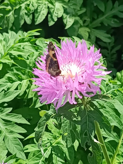 A small tortoiseshell butterfly is perched on a pink thistle flower, its wings folded. The flower is in full bloom, with delicate, spiky petals radiating outwards. The background consists of lush green foliage, suggesting an outdoor setting. The scene appears to be located in Verkhnie Chershily, Russia, a village in Tatarstan, known for its natural landscapes.