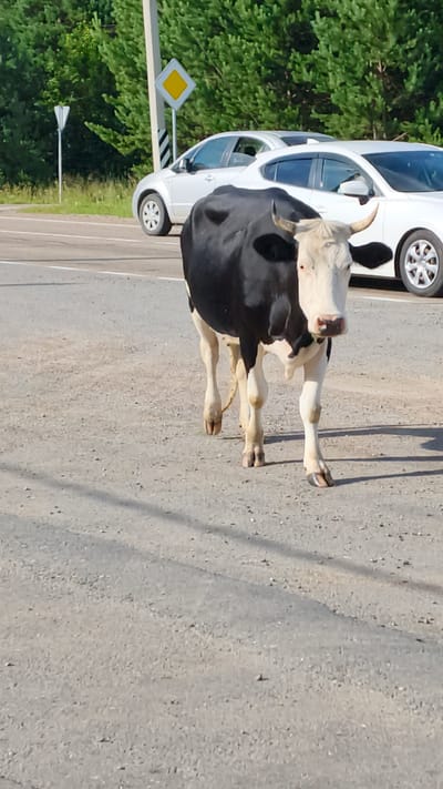 In Burdakovka, Russia, a black and white cow walks on a dirt road next to a paved road. Two white cars are parked or driving on the paved road. A utility pole with a diamond-shaped sign and a smaller triangular sign stands on the side of the road. The background consists of green trees.