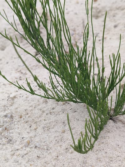 The image shows a close-up of a green, wispy plant growing in white sand. The plant has many thin, reedy stems that branch out and are covered in small, needle-like leaves. The sand is fine-grained and has a few small pebbles mixed in. The lighting suggests it might be daytime, and the overall scene is natural and outdoors. There are no people or text visible in the image. The plant appears to be healthy and thriving in its sandy environment.