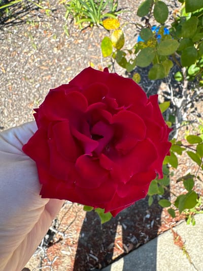 A close-up shot shows a hand holding a deep red rose in San Mateo, California. The rose is in full bloom with many petals layered on top of each other. The hand is holding the rose from the bottom, with its thumb and index finger supporting the stem. The background is out of focus and shows dry, brown ground cover with some green foliage and a hint of blue in the distance. A concrete edge is visible in the lower right corner of the image.