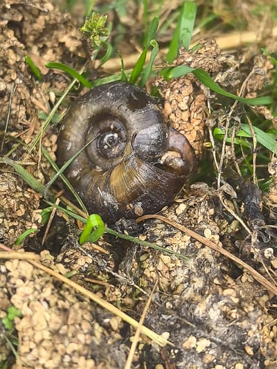 A close-up, eye-level shot captures a snail shell nestled amongst grass and leaf litter on the ground, possibly in the Камянюцкі сельскі Савет region of Belarus. The snail shell, a dark, glossy brown, displays a prominent spiral pattern and appears to be partially opened, revealing a hint of the creature within. The surrounding environment is composed of damp earth, dry, fragmented leaves, and blades of green grass. The lighting suggests an overcast day or shade, with soft, diffused light highlighting the textures of the shell and the ground.