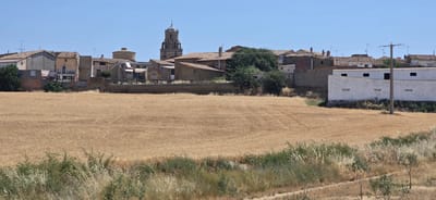 The image depicts a rural Spanish landscape under a clear, bright sky, suggesting a midday setting with warm weather. In the foreground, a vast field of golden wheat, ripe for harvest, stretches across the frame, its surface showing faint tire tracks from farm equipment. A patch of dry grasses and scattered small trees lines the bottom edge of the field, hinting at arid conditions.

Beyond the wheat field, the scene transitions to a village. The architecture is typical of rural Spain, with houses featuring terracotta tiled roofs and walls constructed from stone or plaster. Some buildings are older, with weathered facades, while others appear more modern. A prominent church tower, with a distinctive multi-tiered belfry topped by a spire, stands tall against the blue sky, serving as a central landmark. Various other buildings, including what appear to be agricultural structures or storage facilities with simple white facades and dark rectangular openings, are visible in the middle ground. Telephone poles and antennas are scattered throughout the village, indicating the presence of modern infrastructure.

The overall impression is one of a peaceful, agrarian community basking in the sunshine. There are no people visible, focusing the viewer's attention on the natural and built environment. The golden wheat field signifies the ongoing agricultural cycle, and the clear sky suggests a season of growth and potential harvest. The location cues, such as the architectural style and the cultivated wheat field, point to a warm, likely Mediterranean climate typical of regions like Angüés, Spain.
