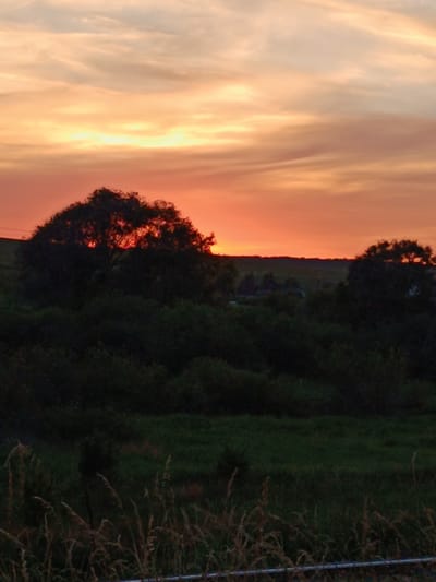 A silhouette of trees and bushes is visible against a sunset sky. The sky is a gradient of orange, pink, and yellow, with some clouds. The trees are dark and leafy, and the bushes are dense and green. In the background, there are some faint lights of buildings, suggesting a rural or semi-urban setting. The foreground is occupied by tall grass, some of which is dried and brown, swaying in what appears to be a gentle breeze. A faint horizontal line, possibly a fence or rail, is visible at the very bottom of the frame. The scene is peaceful and serene, capturing the beauty of nature at dusk. It is not possible to determine the exact location in the city of Lozova, Ukraine from this image alone.