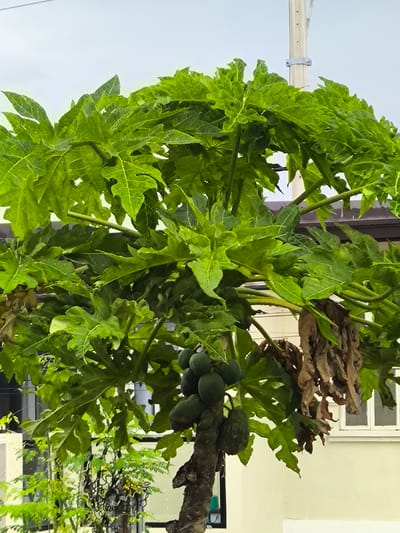 A close-up, low-angle, medium shot captures a papaya tree laden with young green fruit and large, palmate leaves. The tree is situated in what appears to be a residential backyard in General Trias, Philippines, evident by the presence of a light-colored building with a white-framed window and brown trim, and a utility pole with a metal clamp. The sky is overcast and a pale blue, suggesting an outdoor setting. The foliage is lush and vibrant green, with some dried, brown leaves visible among the green ones, indicating a natural growth cycle. The papaya fruits are clustered together, hanging from the trunk, with their smooth, green skins visible. The trunk itself is rough and textured, characteristic of a mature papaya tree. A smaller, leafy green plant in a dark, ornate planter is partially visible in the lower left quadrant of the image. The overall scene depicts a typical tropical backyard in the Philippines, vibrant with plant life and the promise of fruit.