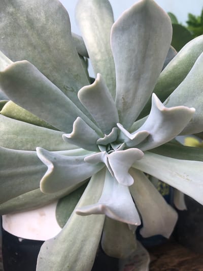 The image is a close-up, overhead view of a light green succulent plant. The plant has thick, fleshy leaves arranged in a rosette pattern. The leaves are smooth with a powdery or waxy coating. The lighting suggests it is outdoors during the day. The background is blurred, showing hints of other plants and a dark pot with a white rim. There are no people or animals visible in the image. The exact location in Chiatura, Georgia, is not identifiable from the visual information provided.