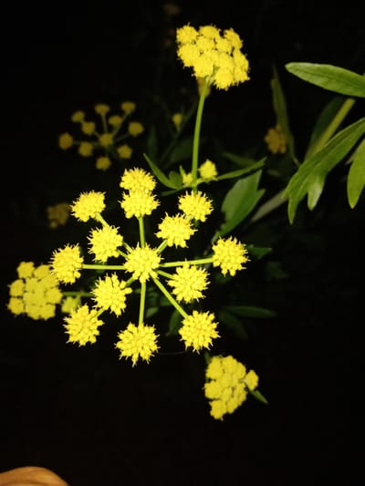 In a dark, outdoor environment, a cluster of bright yellow flowers is prominently displayed. The flowers are small and star-shaped, with a spiky texture. They are arranged in umbels, with multiple smaller flower heads radiating from a central point. A few green leaves are visible in the background, partially obscuring the dark, out-of-focus background. There is a hint of a human hand in the lower left corner, suggesting a person is present or was interacting with the scene. The lighting appears to be artificial, highlighting the vibrant yellow of the flowers against the deep blackness of the night. The image does not contain any elements that would indicate a specific location within the city of Dubossary, Moldova.