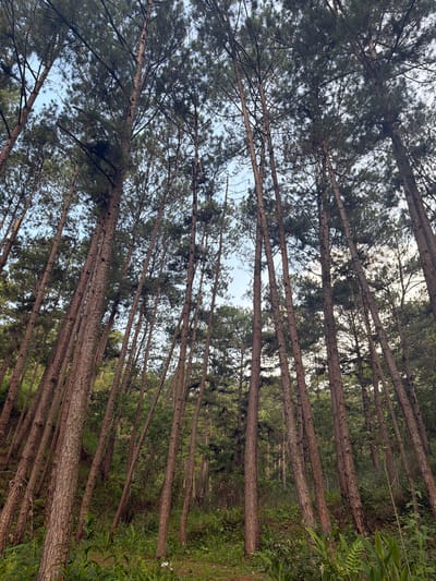 A low-angle shot of a dense forest, looking up at tall pine trees against a bright, overcast sky. The trees are tightly packed together, their trunks a reddish-brown with rough bark, and their green needles forming a thick canopy. The ground below is covered in lush green undergrowth, including ferns and other leafy plants. The scene is likely in Păng Tiêng 1, Vietnam, given the typical pine forests found in such mountainous or plateau regions of the country. There are no people or animals visible in the image, and no discernible actions or interactions are taking place. The environment is natural and appears untouched.