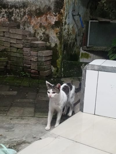 A black and white cat stands on a paved outdoor surface, looking to the left. The cat has a white face with gray markings and a gray and black striped tail. It is a medium shot, with the cat in the center of the frame. The background is a textured, moss-covered wall with a stack of bricks to the left. To the right, there is a white tiled structure. The lighting suggests it may be evening or a dimly lit area. The overall scene appears to be an outdoor area in a residential or rustic setting in Patrang, Indonesia. There is no visible text.