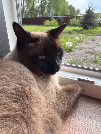 A Siamese cat is lying on a windowsill, looking out a window at a rural scene in Ветеран Снт, Russia. The cat's face is dark brown, its fur is lighter brown, and it has blue eyes. The windowsill is made of light wood. Outside the window, there is a brown fence, green trees, and grass. There is a small evergreen tree further away from the window. The sky is visible in the background.