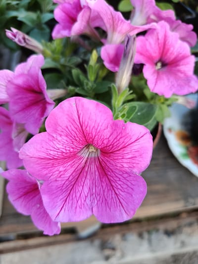 A close-up, eye-level shot showcases a cluster of vibrant pink petunias, with a large, fully bloomed petunia flower prominently featured in the foreground. This dominant flower displays intricate, dark pink veins radiating from its center, with lighter pink petals. Several other pink petunia flowers and buds are visible in varying degrees of focus behind the main subject, interspersed with green foliage. The flowers are potted, with a hint of a terracotta pot visible on the right side of the frame. The background consists of a weathered, wooden surface, likely a table or bench, with a blurred, patterned object partially visible on the far right. The lighting is natural, suggesting an outdoor setting. The image was taken in Bekhtery, Ukraine.