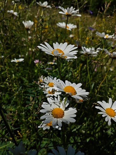 In a sun-dappled field, numerous white daisies with bright yellow centers are in bloom, interspersed with green grass and dry stalks of other vegetation. The lighting suggests a daytime scene, with strong sunlight casting shadows and highlighting the flowers. The focus is on the daisies in the foreground and midground, with the background becoming increasingly blurred, indicating a shallow depth of field. The overall impression is one of a natural, wild meadow.