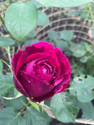A close-up, high-angle shot captures a deep crimson rose in full bloom, its petals glistening with dew drops. The rose is the primary subject, positioned slightly off-center to the right. Its velvety texture is evident, and the intricate layering of its petals suggests a classic rose variety. Several green leaves surround the rose, some with small holes, possibly from insect damage. A blurred, mesh-like structure, likely part of a garden trellis or fence, is visible in the background, interspersed with more foliage. The lighting suggests it is daytime, and the presence of dew indicates recent moisture, possibly from rain or morning mist. The overall setting is a garden, given the presence of roses, leaves, and a trellis. There is no visible text in the image. The atmosphere is tranquil and natural.