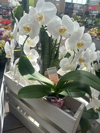A close-up, eye-level shot focuses on a potted white Phalaenopsis orchid plant. The plant, with its broad green leaves and delicate white blossoms accented with yellow centers, sits within a white wooden crate. The crate itself is positioned on a wooden surface, suggesting an outdoor or greenhouse setting. A small tag, partially visible on the plant's stem, reads "Decorium". In the background, blurred elements of a plant nursery or garden center are discernible, with other plants and displays suggesting a commercial environment. The overall lighting is bright, with sunlight casting distinct shadows. There are no people visible in the frame. The image provides no specific information to indicate its location in Fritzlar, Germany.