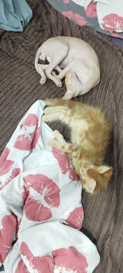 Two cats are asleep on a bed with brown textured blankets and a white sheet with pink lipstick kiss prints. One cat, a hairless Sphynx, is curled up asleep on the brown blanket. The other cat, a fluffy orange tabby kitten, is also asleep on the brown blanket, partially on the sheet with lipstick prints. The image was taken inside a residential setting.