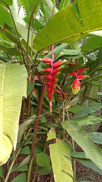A vibrant tropical plant features a long, horizontal cluster of bright red and yellow bracts, contrasting with broad, green leaves. Another smaller, similarly colored flower bud sits above. The plant's foliage creates a dense, green backdrop, suggesting a lush, tropical environment. Stems and branches add depth to the scene.