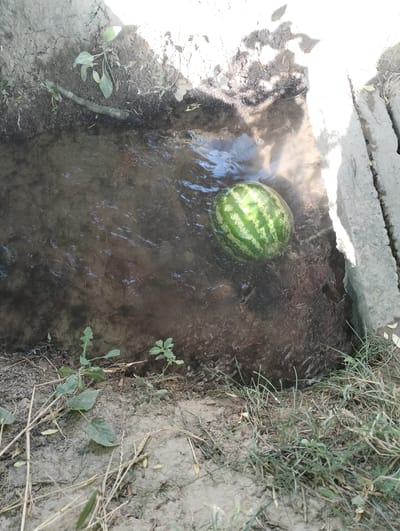 A single, green watermelon with dark green stripes floats in shallow, murky water. The watermelon is positioned in the center-right of the frame. The water appears to be flowing, indicated by ripples on its surface. The surrounding environment is a mix of dry, cracked earth and sparse green vegetation. To the right of the water is a concrete structure, possibly a channel or curb. The ground is uneven and covered with dried grass and leaves. Sunlight casts shadows on the water and the surrounding ground, suggesting an outdoor setting. The image captures a scene in Aktam (Tashminvody), Uzbekistan, where a watermelon has been placed in water, likely for cooling.