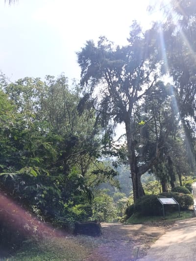 A sun-drenched forest path winds through lush greenery, flanked by dense trees and shrubs. Sunlight streams through the branches, creating bright highlights and shadows. A small informational sign stands near the path's edge. The image evokes a peaceful and natural environment.
