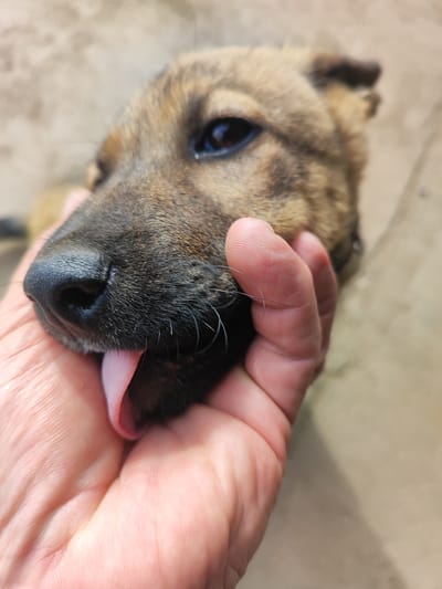 A close-up, shallow depth-of-field, upward-angle shot captures a tan and brown dog's face being gently held by a human hand. The dog's nose, a dark black, is prominent, and its tongue is slightly extended, resting on the human's thumb. The dog's eye, dark and round, is visible, with a hint of its brown and black striped fur surrounding it. The human's hand, with visible finger lines and a slightly pink hue, cradles the dog's muzzle. The background is a blurred, neutral beige surface, possibly a couch or ground. The scene does not provide any specific details to indicate its location in the city of Ust-Kuda, Russia, or any other geographical context.