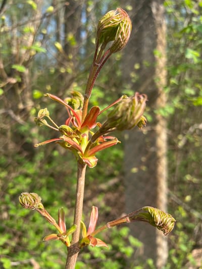 A close-up photograph shows a branch of a tree in the budding stage. The tree's branch is brown and has several green and reddish buds that are in various stages of opening. Some buds are tightly closed, while others are partially unfurled, revealing hints of the leaves within. The background is blurred, suggesting other foliage and a possibly sunny outdoor setting. The scene appears to be located in a garden or a natural area, as indicated by the surroundings. It is difficult to confirm that this image was taken in Ильинская Поляна Снт, Russia without any geolocation data.