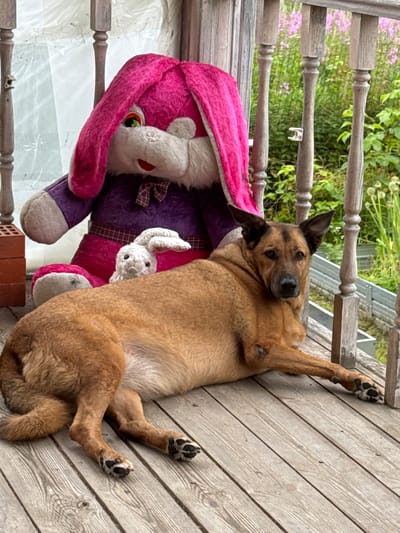 A medium-sized brown dog is lying on a wooden porch in front of a large plush pink bunny. The dog is facing the camera, looking to its right, with its paws splayed out. The bunny is seated behind the dog, leaning against a wooden railing. A small white stuffed rabbit is visible between the dog and the bunny. The porch is made of weathered wooden planks. In the background, there is greenery with some pink flowers and a white structure. The scene appears to be outdoors.