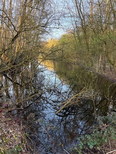 The image displays a narrow waterway situated within a wooded environment in Niel, Belgium. Deciduous trees, predominantly bare or exhibiting nascent green foliage, line both banks of the water channel, with many branches extending over and into the water. The water surface is generally calm, reflecting the light blue sky and the complex network of overhead branches. Distorted reflections are visible due to slight surface ripples. The banks are composed of earth covered with leaf litter, dry grasses, and patches of green undergrowth, including bramble-like plants, particularly prominent in the foreground. A warm, golden light illuminates the upper sections of the trees in the distant background, suggesting either early morning or late afternoon conditions. No human presence or artificial structures are discernible within the frame.