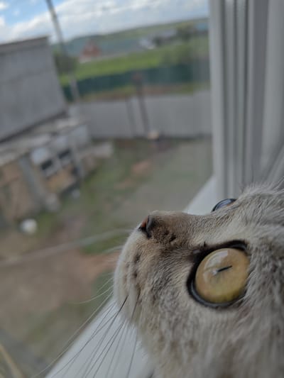 A close-up, low-angle shot focuses on the face of a light-colored cat with striking yellow eyes and dark pupils, looking out a window. The cat's fur is detailed, with prominent whiskers extending from its snout. The background, visible through the window, is blurred and depicts an outdoor scene with buildings, green fields, and a cloudy sky, consistent with a rural or semi-rural environment like the village of Alashaika, Russia. A white curtain is also visible on the right side of the frame, framing the window.