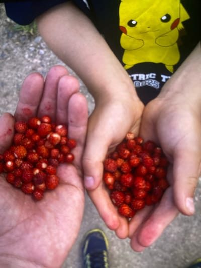 Two children's hands are filled with wild strawberries. The left hand holds a larger pile of strawberries, and the right hand holds a smaller pile. The children are wearing a dark t-shirt with a yellow Pikachu graphic and the words "TRIC T". The background is blurred and appears to be a gravel surface. A blue sneaker with yellow accents is visible at the bottom of the image. The scene takes place outdoors, potentially in a park or wooded area within the city of Kerava, Finland.
