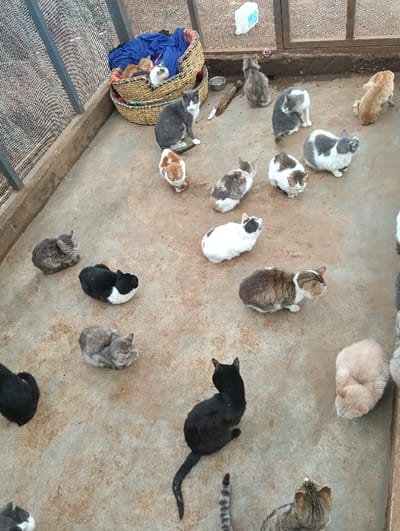 The scene depicts an outdoor or semi-outdoor concrete enclosure containing approximately 19 domestic cats and kittens. The specific location within Limuru East ward, Kenya, is not determinable from the visual information.
The enclosure features a light brown concrete floor. A dark metal mesh barrier runs vertically along the left edge of the frame, indicating a secured perimeter. A low concrete wall forms the boundary along the top and right sides. The background beyond the enclosure appears to be unpaved earth.
The subjects are numerous felines of varying ages, sizes, and coat patterns. In the upper left quadrant, a two-tiered woven basket lined with blue fabric contains approximately four kittens, including ginger, white, and mixed-color individuals. An adult grey and white cat sits immediately outside this basket. Additional adult cats are scattered across the concrete floor, exhibiting diverse patterns such as solid black, black and white, white with dark patches, various grey and brown tabbies, calico, tortoiseshell, and cream/fawn. Most cats are either sitting, resting, or observing their surroundings; some appear to be looking towards the upper right or downwards.
Objects include a small metallic bowl, a short piece of dark wood, and a small white rectangular item situated on the concrete near the basket. A small, spherical, multicolored object is visible near the upper right wall.