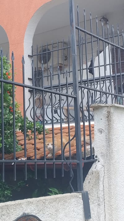 An orange and white cat is sitting on a tiled roof behind a black metal fence. The cat is looking directly at the camera. In the background, there is a building with arched windows and an air conditioning unit. There is also some greenery on the left side of the image. The scene appears to be an exterior shot of a residential area in Νέα Κερασιά, Greece.