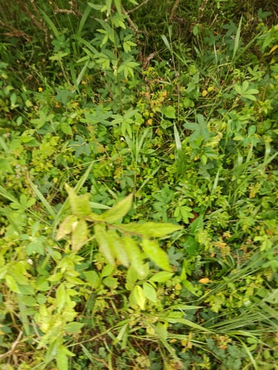 This media file displays a densely vegetated natural scene, likely in a tropical or subtropical environment. The primary subjects are various types of green plants, including broad leaves, feathery foliage, and blades of grass, all intertwined and creating a lush, somewhat wild ground cover. There are no discernible people or man-made objects in the frame. The scene appears to be outdoors, with natural light illuminating the foliage, suggesting it was captured during daylight hours. The overall impression is one of natural growth and untamed vegetation, possibly a roadside, forest edge, or overgrown field.
There is no activity or event taking place, as the image is a still capture of a static scene. Notable details include the variety of leaf shapes and textures, indicating a diverse plant ecosystem. The colors are predominantly various shades of green, with some touches of brown and yellow, possibly from dry leaves or small flowers. The image has a shallow depth of field, with some plants in the foreground appearing slightly out of focus, while others in the midground and background are sharper. This suggests the camera was focused on a particular area of the vegetation.
The location context is provided as Ukpor, Nigeria, which aligns with the appearance of tropical vegetation. There are no visible signs of human intervention or specific landmarks that would pinpoint the exact location within Ukpor. The weather appears to be fair, given the clear lighting. No text is visible in the image. The overall mood conveyed is one of natural abundance and the quiet beauty of the plant world.