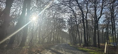The scene depicts a paved, two-lane road traversing a dense deciduous woodland in South Oxfordshire, United Kingdom. The road exhibits a broken white centerline and appears damp in sections. Numerous bare trees with dark trunks line both sides, forming a canopy that partially obscures a bright sky. The sun, positioned in the upper left quadrant, generates a prominent lens flare and strong backlighting, indicating either early morning or late afternoon conditions. The ground flanking the road is covered with fallen brown leaves and scattered patches of green vegetation. No individuals, vehicles, or animals are visible within the frame.