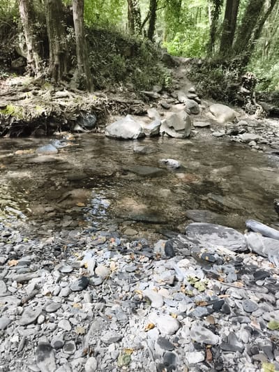 The image shows a shallow, clear stream flowing over a rocky bed in a forest. The stream bed is composed of numerous smooth, grey stones of varying sizes, with some larger, more irregularly shaped rocks along the banks. Sunlight filters through the dense green foliage of trees overhead, creating dappled light on the water and stones. The surrounding environment is a lush, wooded area with thick undergrowth and exposed tree roots along the bank to the left. The scene appears to be a natural landscape, consistent with the natural park of Montseny, Spain, known for its forests and waterways. There are no people or animals visible in the image.