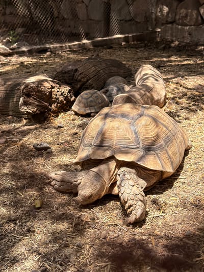 In Gilboa Regional Council, Israel, a tortoise rests on a bed of hay and dirt. Part of the animal is shaded by a nearby log and rock structure. A wire fence is visible behind the logs. The tortoise's shell is brown with dark outlines around each scute. Its head and limbs are a rough, textured grey.