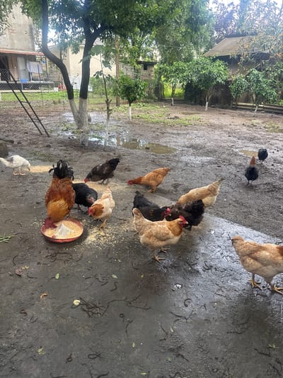 In Zugdidi, Georgia, a muddy, overcast yard is populated by a flock of chickens and one rooster. The chickens are gathered around a red feeder dish filled with grain, pecking at the food. One chicken, a white hen, is seen foraging to the left of the main group. The ground is wet and littered with fallen leaves and small, dark, segmented organisms resembling caterpillars. In the background, a rustic wooden building with a corrugated metal roof, trees, and a fence are visible, suggesting a rural or semi-rural setting within the city.